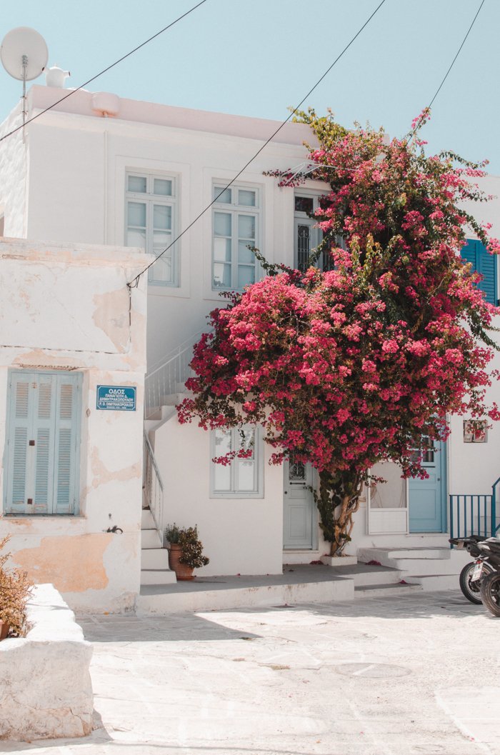 Bougainvillia à Parikia, Paros