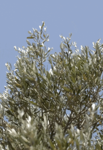 Olive tree dancing in the wind