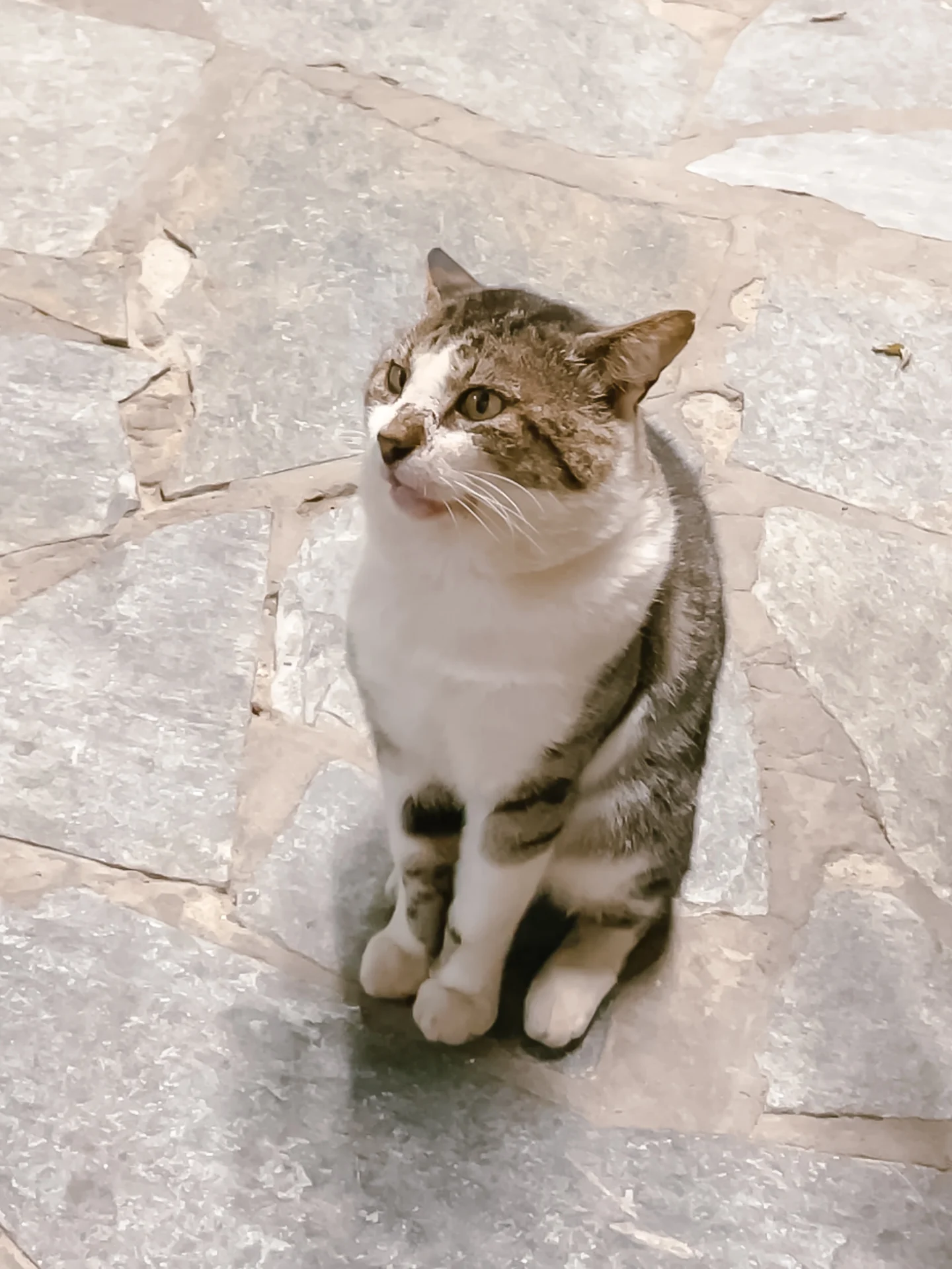 Chat naxos Chat naxos