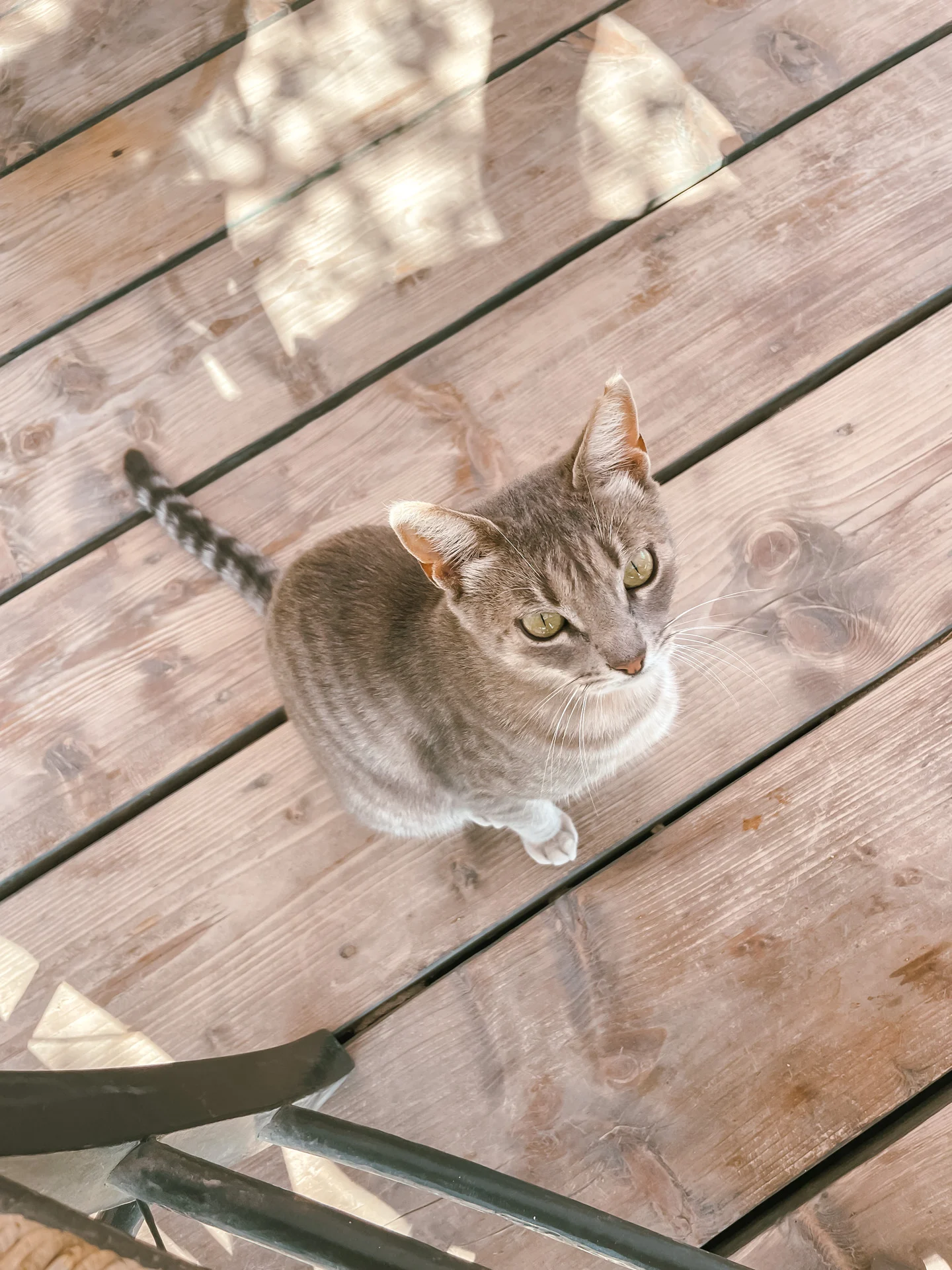 Cat in Maragas, Naxos Cat in Maragas, Naxos